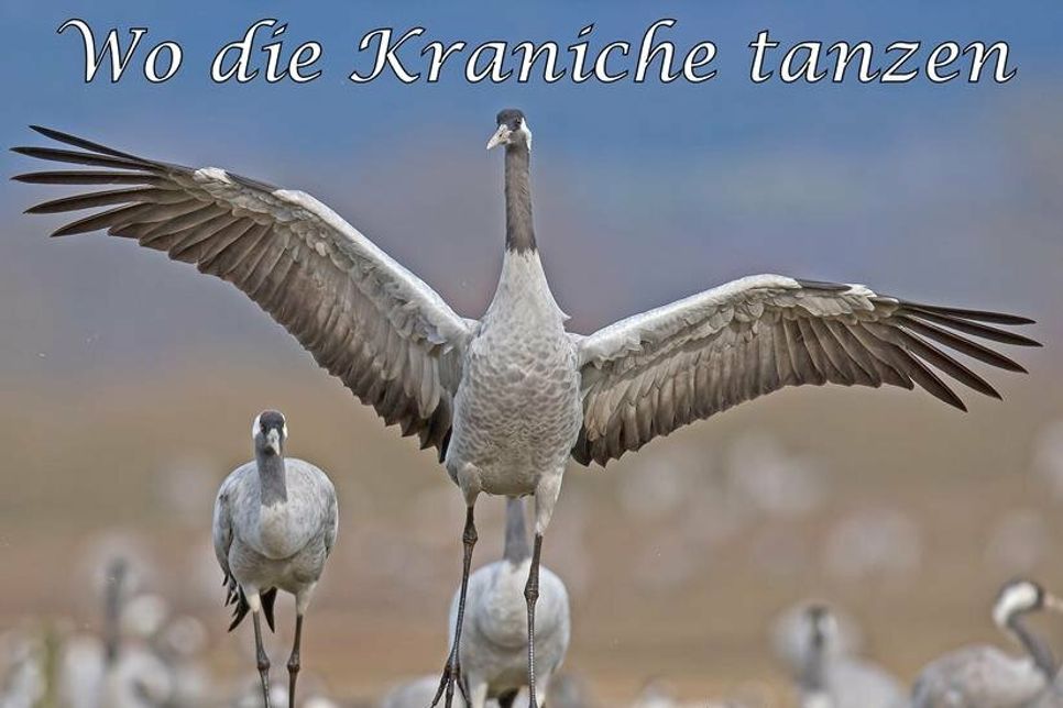 Der neue Naturerlebnispfad „Wo die Kraniche tanzen“ bietet besondere Plätze, an denen Tier und Natur gut beobachtet werden können.