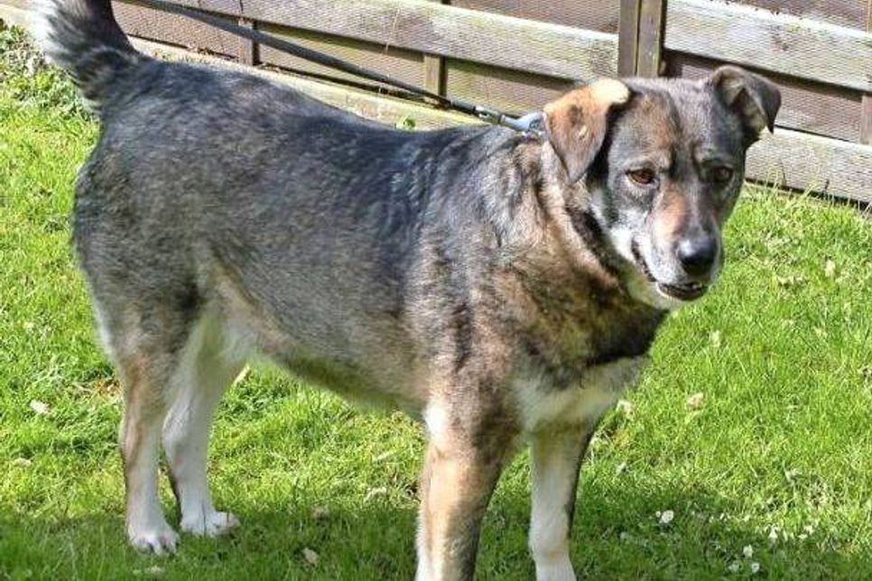 Murmel sucht ein Zuhause.