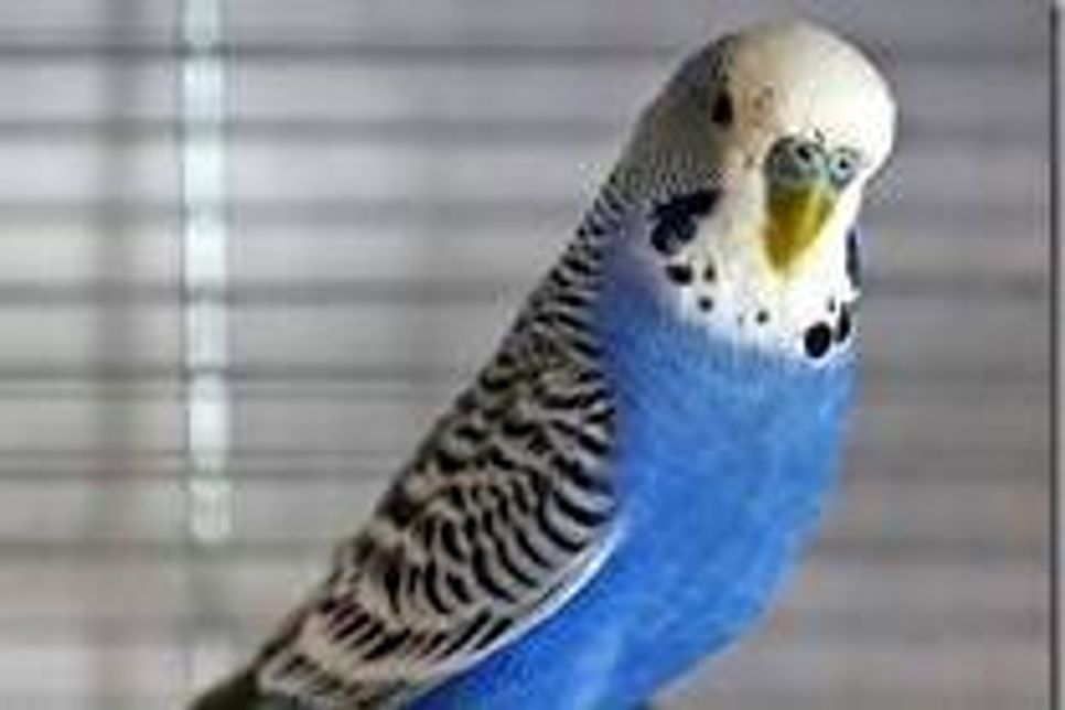 Stolpe. Dieser hübsche, musikalische, dunkelblaue, männliche Wellensittich sucht ein neues Zuhause. Bei Interesse bitte mit der Tierhilfe Ostholstein unter Tel. 04561/16267 in Verbindung setzen. (red)