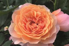 Ob kompakt, farbenfroh oder duften, Rosen machen Garten oder Balkon zum stilvollen Blütenparadies.