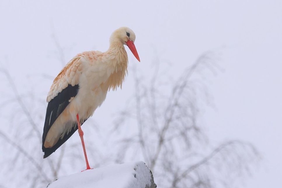 Weißstorch in Krokau