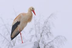 Weißstorch in Krokau