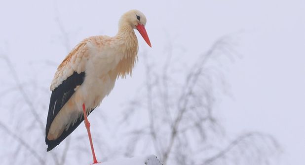 Weißstorch in Krokau