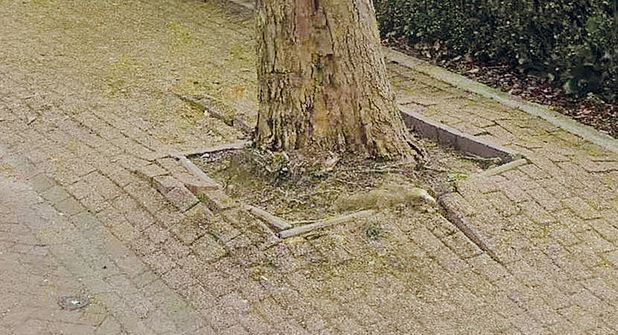 Gemeinde Ratekau informiert: Entsiegelung in der Norderstraße Pansdorf