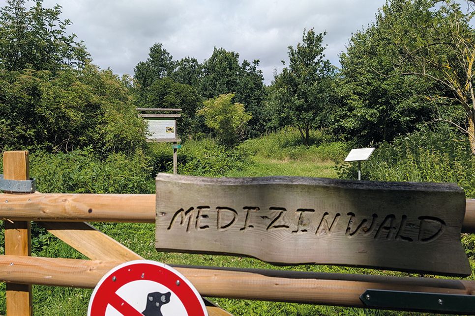 Im Medizinwald: Hier tut sich was!