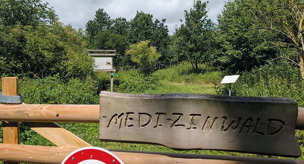 Im Medizinwald: Hier tut sich was!