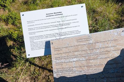 Im Medizinwald: Hier tut sich was!