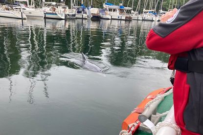 Die DGzRS hat den ungewöhnlichen Besuch vor die Linse bekommen, der neugierig auf ihr Boot zugeschwommen ist. Aktiv sollte man die Tiere allerdings nicht verfolgen.