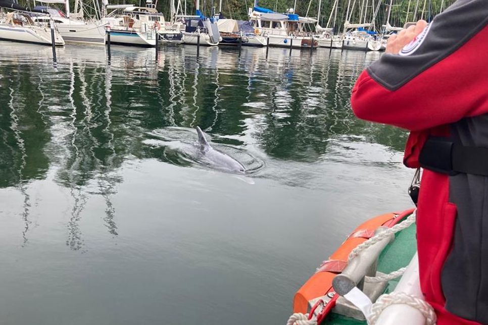 Die DGzRS hat den ungewöhnlichen Besuch vor die Linse bekommen, der neugierig auf ihr Boot zugeschwommen ist. Aktiv sollte man die Tiere allerdings nicht verfolgen.