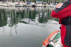 Die DGzRS hat den ungewöhnlichen Besuch vor die Linse bekommen, der neugierig auf ihr Boot zugeschwommen ist. Aktiv sollte man die Tiere allerdings nicht verfolgen.