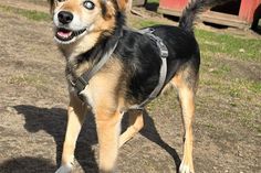 Der freundliche Rüde ist sehr menschenbezogen, offen und anhänglich.