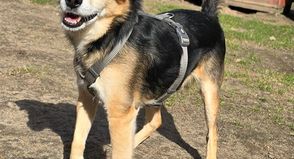 Der freundliche Rüde ist sehr menschenbezogen, offen und anhänglich.