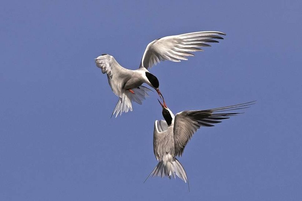 Flussseeschwalben sind wahre Luftakrobaten