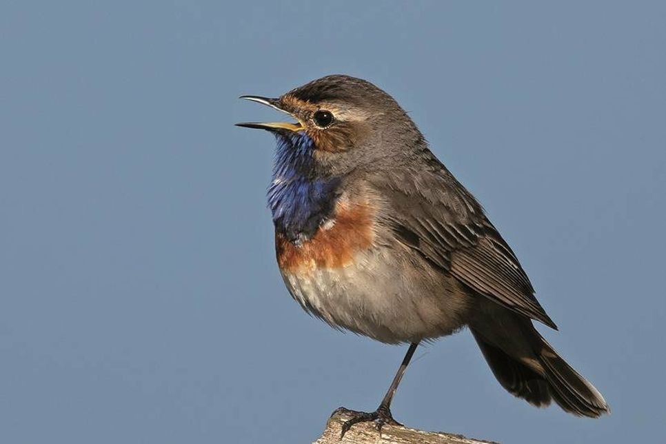 Das farbenprächtige Blaukehlchen singt wieder.