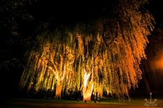 Beim Lichtermeer lernt man den wunderschönen Kurpark von einer ganz neuen Seite kennen. (Foto: Helena Bartels)