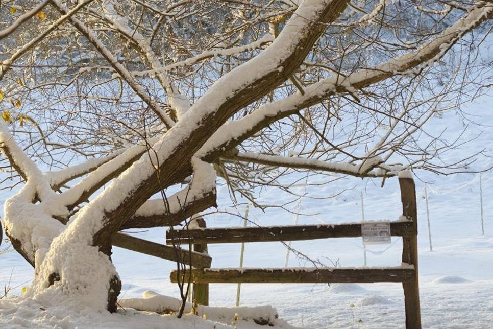 Beeindruckende Winterpracht: Ein zugeschneiter Baum auf dem Blocksberg in Pansdorf, fotografisch in Szene gesetzt von Anke Jeggle.
