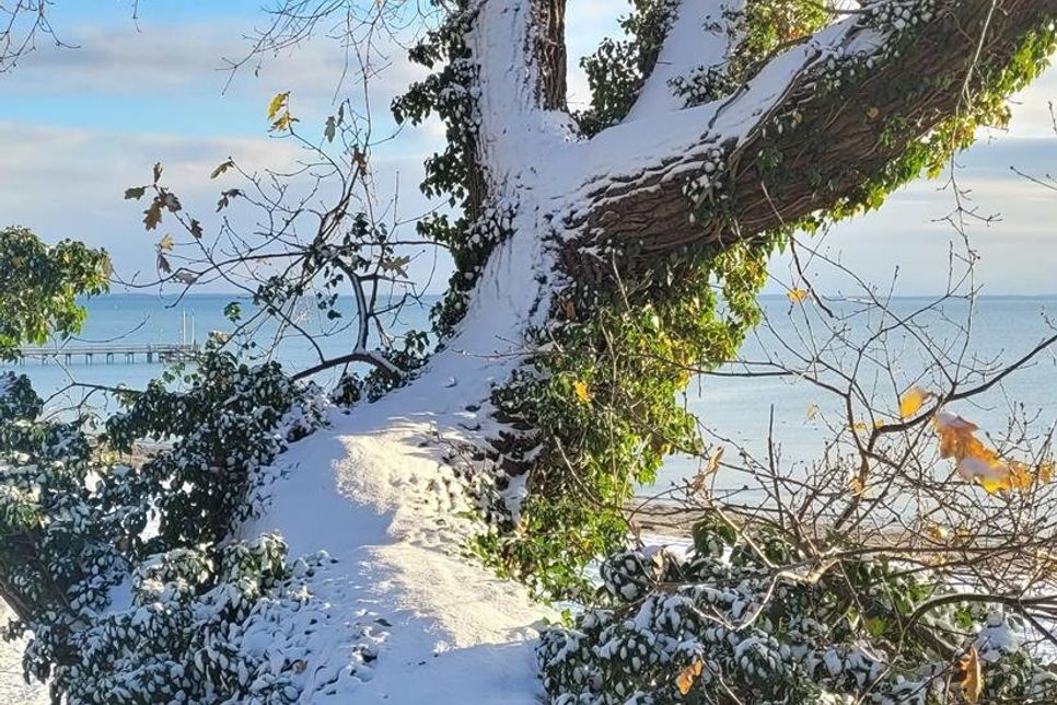 Verzauberte Küstenlandschaft: Dieses Foto eines Baumes im winterlichen Pelzerhaken schickte Siggi Busza.