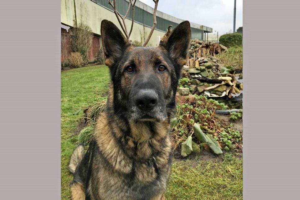 Polizeihund Jochen. (Foto: Polizei)