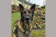 Polizeihund Jochen. (Foto: Polizei)