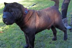 Shar-Pei Rüde „Pascha“.