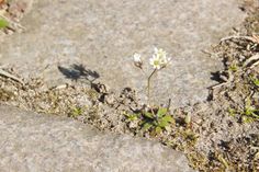 Hungerblümchen (Draba) in einer Pflasterritze.