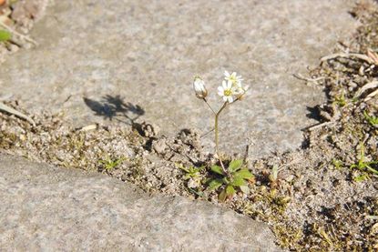 Hungerblümchen (Draba) in einer Pflasterritze.