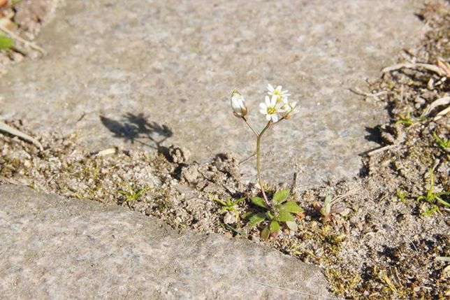 Hungerblümchen (Draba) in einer Pflasterritze.