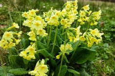 Die Hohe Schlüsselblume ist eine beliebte Frühlingsbotin. Der botanische Name „Primula“ bedeutet „Erste des Frühlings“.
