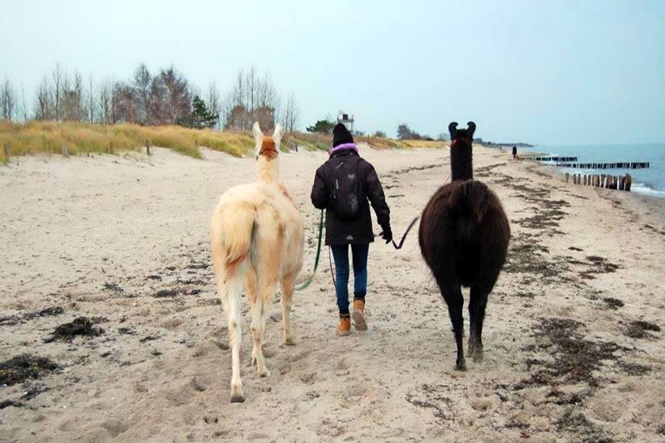 Lama-Wanderung an der Ostsee (cr Lama-Karawane).
