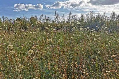 In voller Blüte: Die Wildblumenwiese am Schluensee.