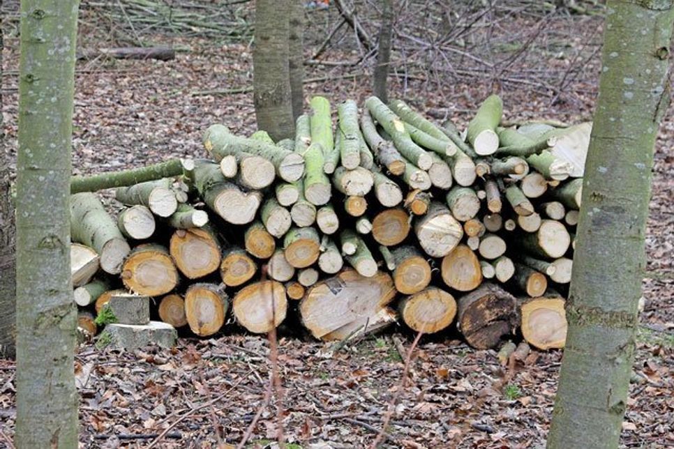 Gestapeltes Holz zum Abtransport.