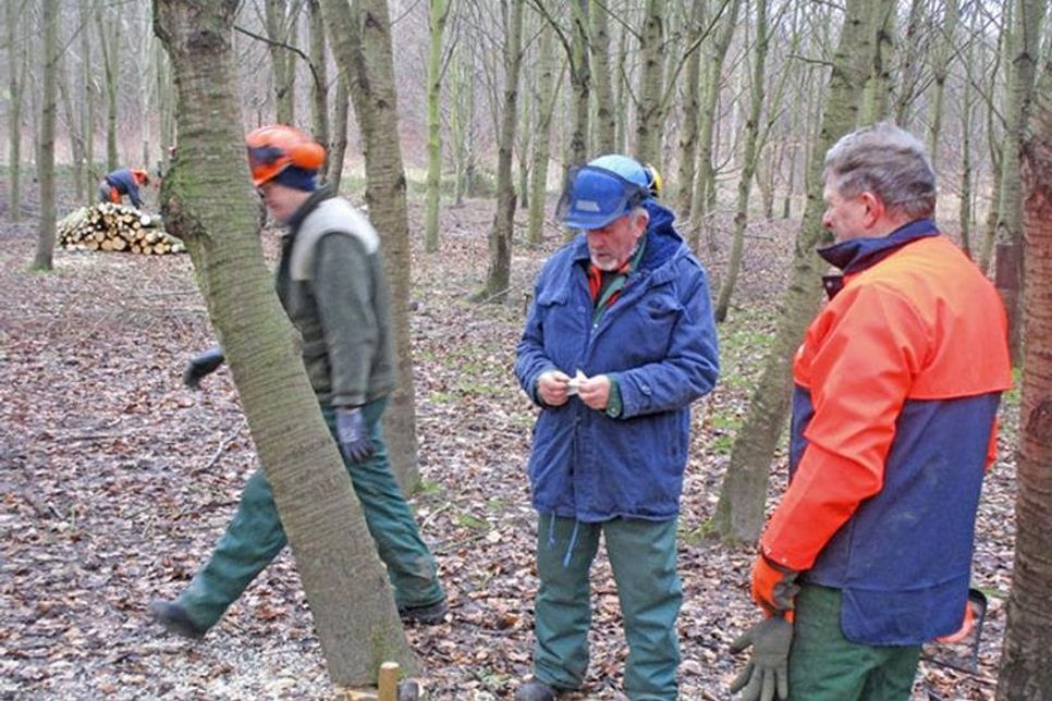 Baum hat sich in der Baumkrone aufgehängt. Horst Hinz (Bildmitte) gibt den Praktikanten Ratschläge