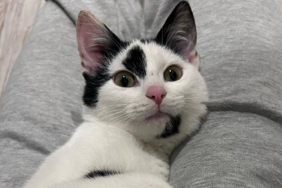 „Mausi“ ist eine dankbare Katze.