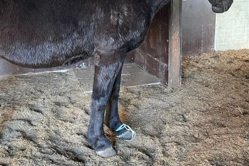 Am Vorderbein des Pferdes war eine abgerissenen Stromlitze befestigt.