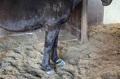 Am Vorderbein des Pferdes war eine abgerissenen Stromlitze befestigt.