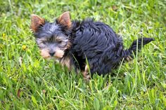 Hundehalter sind verpflichtet, die Hinterlassenschaften ihrer Vierbeiner einzusammeln.