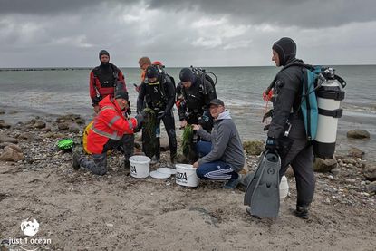 Ehrenamtliche Taucher pflanzten Seegras