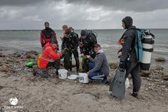 Ehrenamtliche Taucher pflanzten Seegras