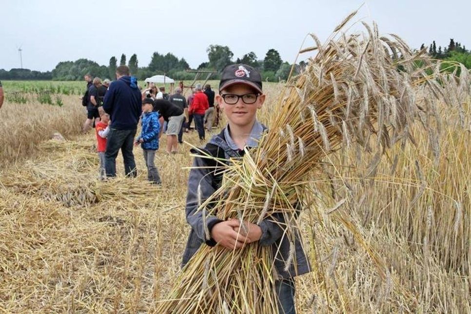 Das Getreide wird von Hand zu Garben gebunden.