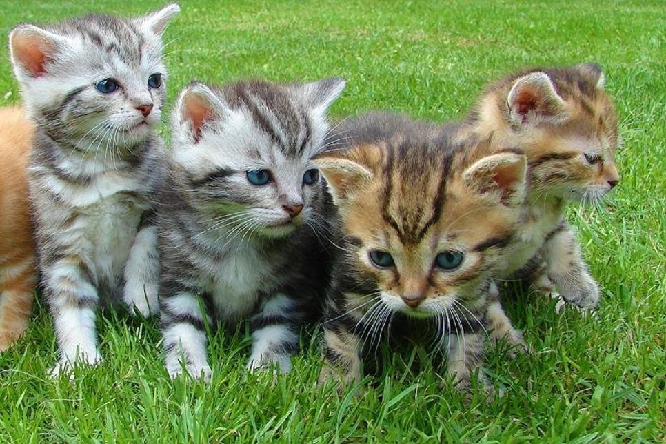 Katzenbabys - für viele ein Inbegriff der Unschuld.