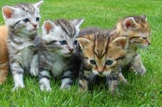 Katzenbabys - für viele ein Inbegriff der Unschuld.