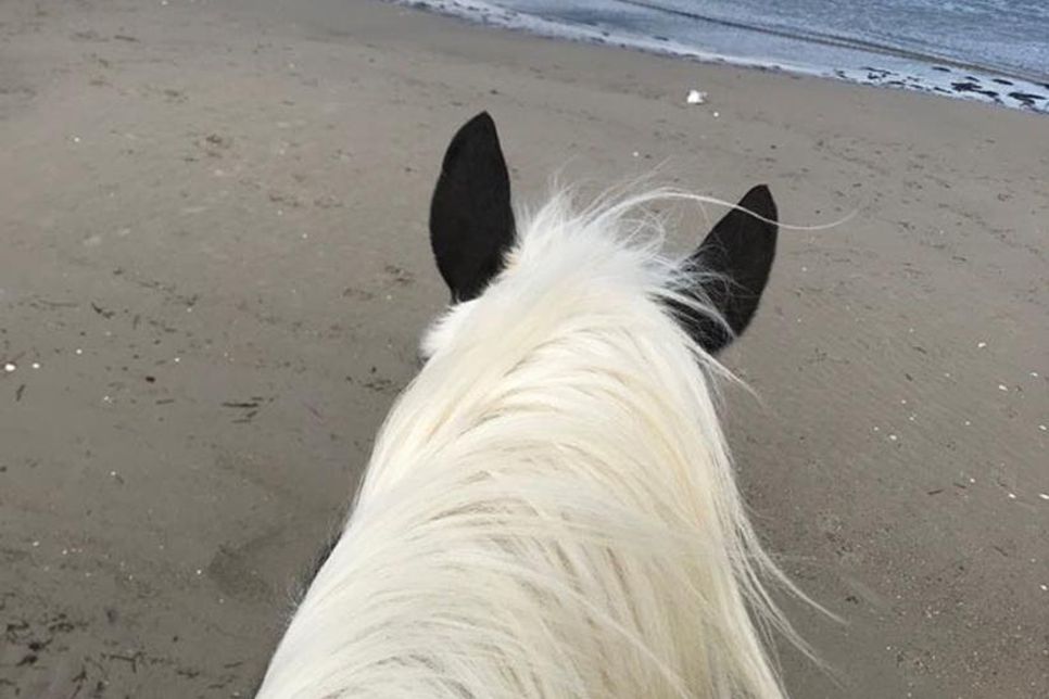 Einfach herrlich: der Blick vom Rücken des Pferdes.