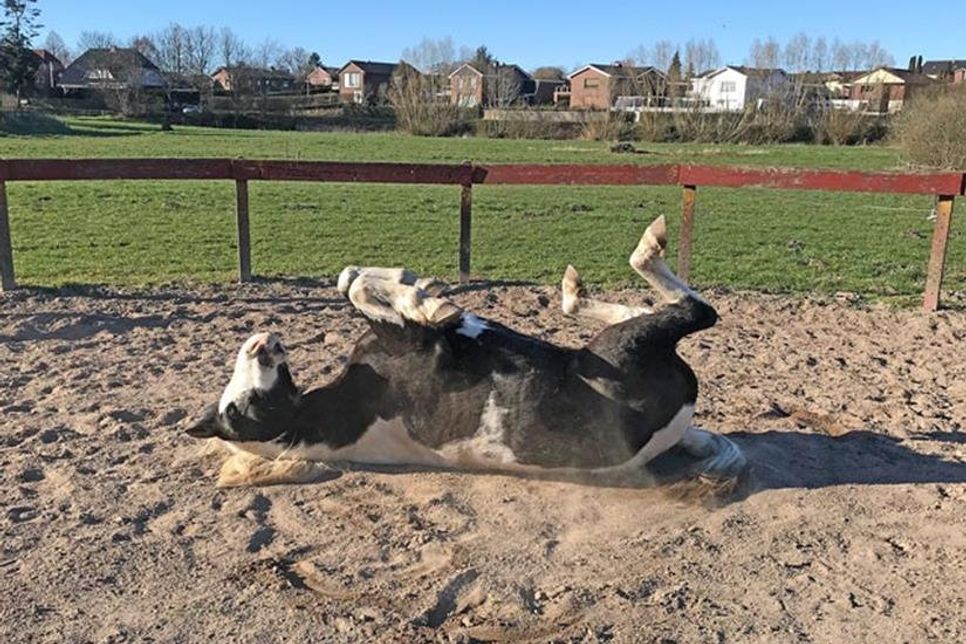 Hier fühlt sich einer wohl! Nach dem Ausritt wälzt sich Guardian ausgiebig.