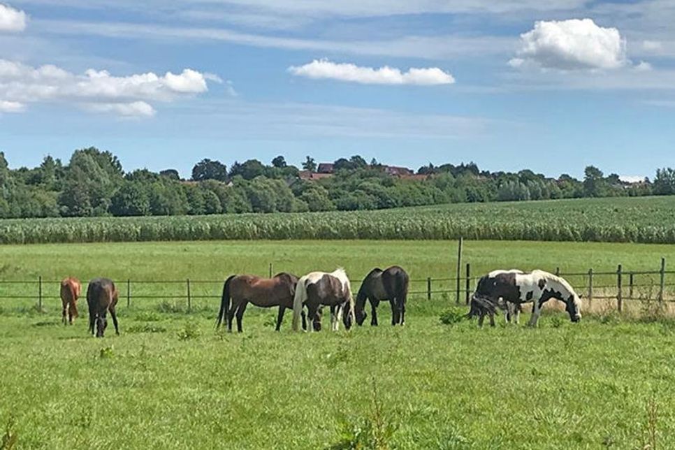 Pferde genießen die Sonnenstrahlen und das frische Gras.