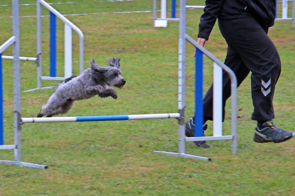 Voller Einsatz von Mensch und Hund beim Hindernis-Parcours.