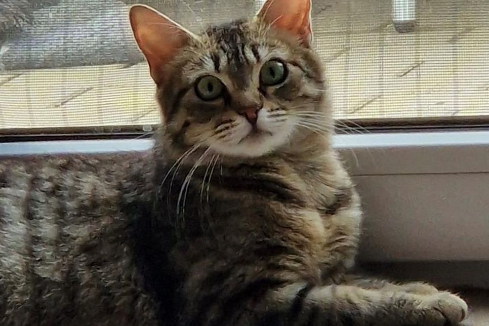 Herzenskätzin „Jody“ sucht liebevolles „Für-immer-Zuhause“.