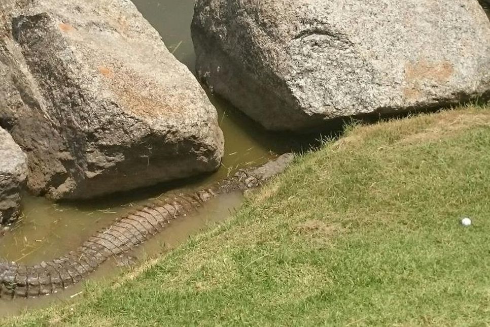 Diesen Ball hat die Reisegruppe auf einem Golfplatz in Südafrika lieber nicht weiter gespielt.