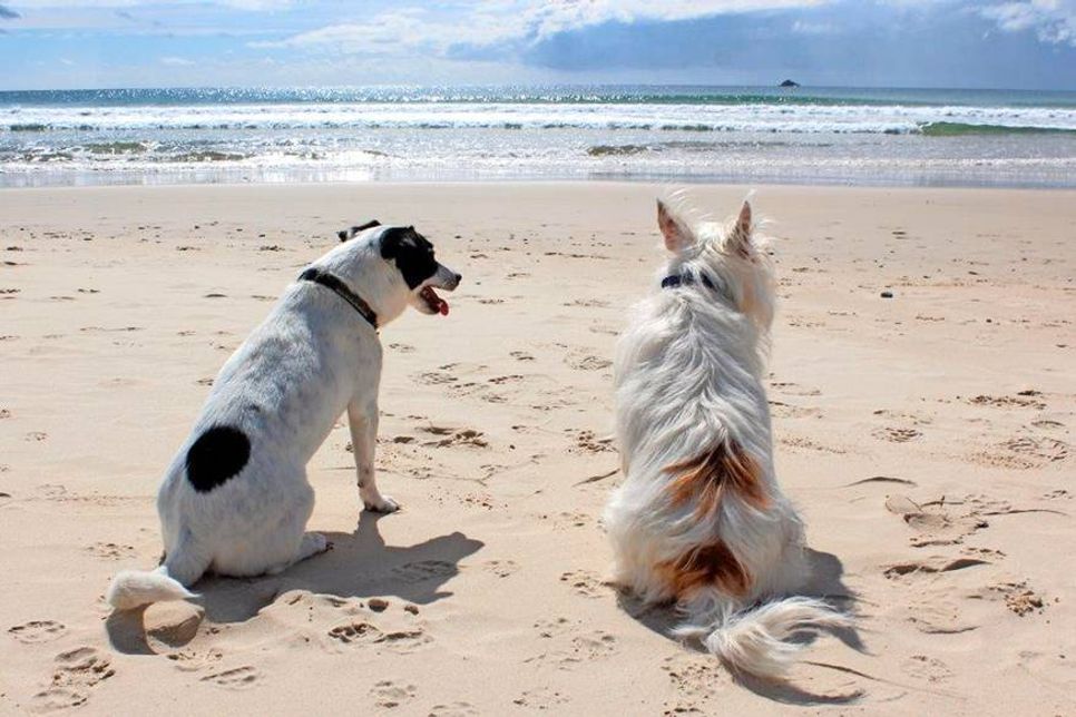Sollte der Hund ein bisschen schüchtern sein, hilft manchmal die Begleitung eines wasserfesten Hundekumpels.