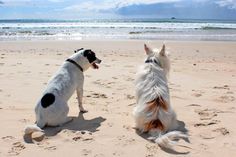 Sollte der Hund ein bisschen schüchtern sein, hilft manchmal die Begleitung eines wasserfesten Hundekumpels.