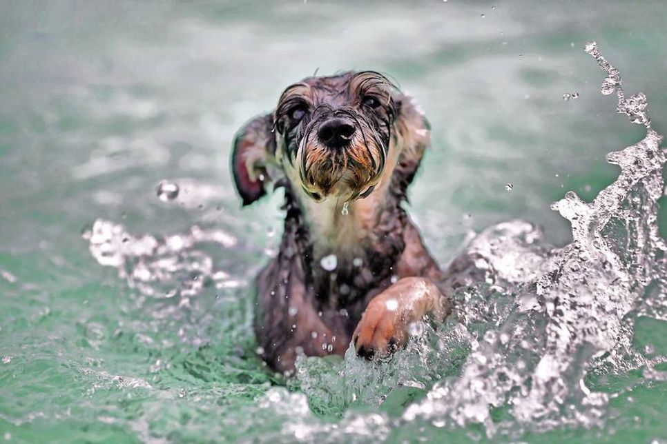 Die meisten Fellnasen haben großen Spaß im Wasser.